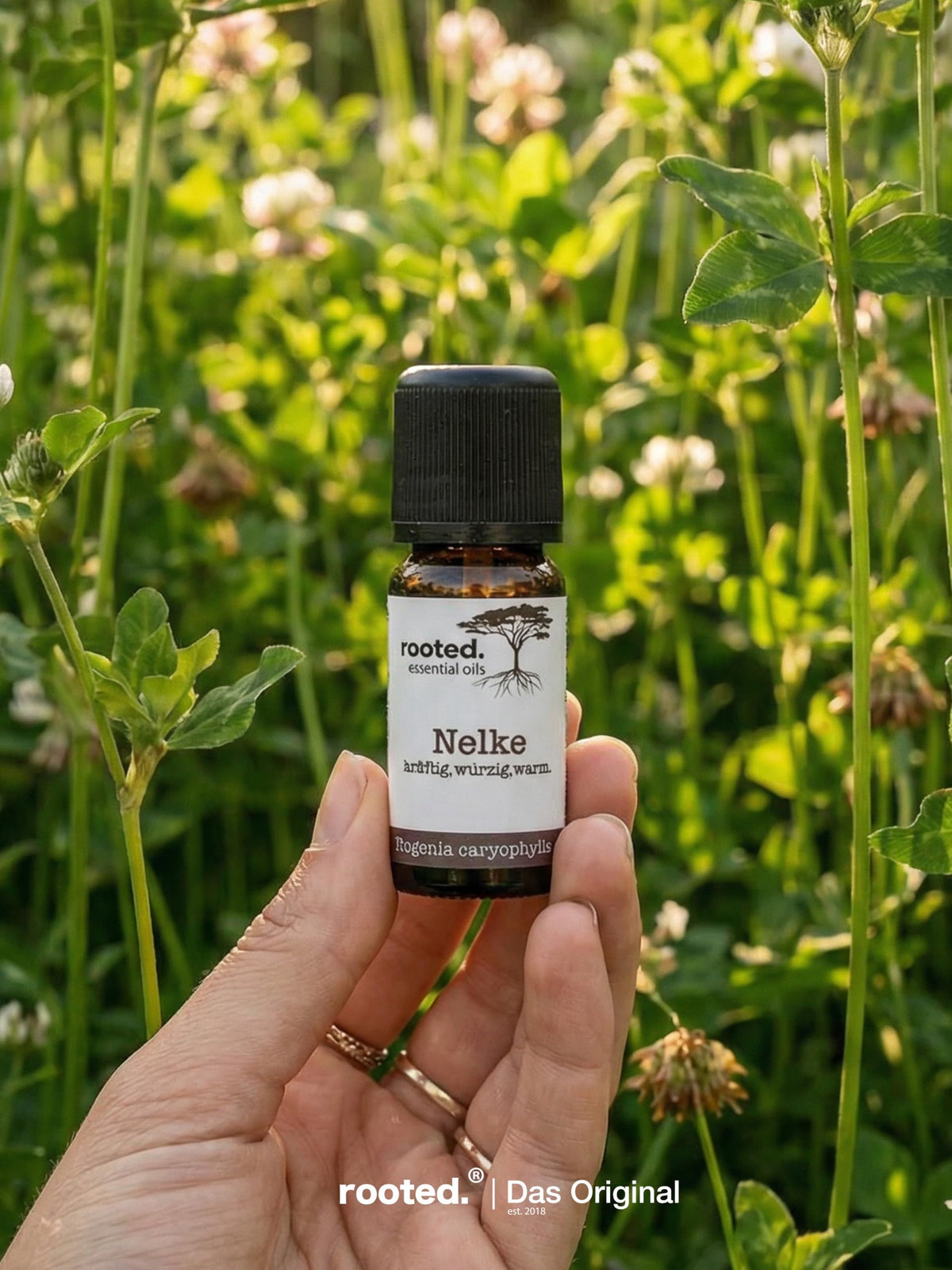 rooted. Nelkenöl
